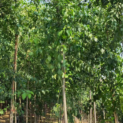 德承絲棉木 從樹(shù)苗到成樹(shù)，打造綠色園林的優(yōu)選果實(shí)